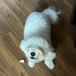 [댓글부탁해] 대만 드라마 <b>여주</b>같더는건 뭔뜻임?