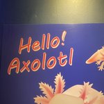 [댓글부탁해] <b>삐아</b> 라스트 오토젤 라이너 좋음?