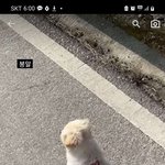 ㅇㄴ 유튜브<b>쇼츠</b>로 아기강아지 영상보는데