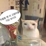 <b>겨</b><b>쿨</b>들아