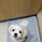 [귀여운<b>동물</b>] 이쁜 내똥강아지