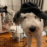 [귀여운<b>동물</b>] 쉬파두들 루이