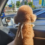 [귀여운동물] 울집 애기  <b>엄지</b>손가락 닮음..?