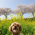 뉴스에서만 보던 개물림사고로 사망사고가 났습니다...