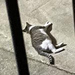 [댓글부탁해] 다덜 <b>심장</b> 붙들고 들어와라