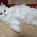 [고양이] 모델이 꿈이라 한 고양이라냐옹.<b>감사</b>합니다