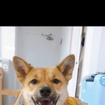 [귀여운<b>동물</b>] 사랑둥이 우리애깅 ㅎㅎ귀엽지염?