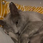 [고양이] 후지마비고양이 아강이 이야기 -7