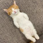 페미들이 ㅜ0ㅜ 피의<b>쉴드</b> 치는 이유가 뭐야???