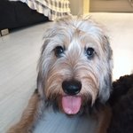 [귀여운동물] <b>공놀이</b>에 증독된 댕댕이