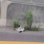 교통사고난 고양이를 구조했어요ㅜ