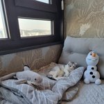 [고양이] 오늘 "세계 고양이의 날"