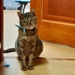 [고양이] 고양이의날 축하해요.산냥출신 삐룩도