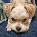 [<b>댕댕이</b>] 다리가 긴 <b>댕댕이</b>