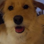 유기견이었던 <b>베리</b>