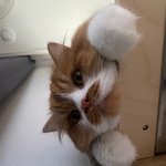 아기냥 <b>호빵</b>이-47