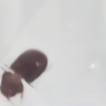 이거 무슨<b>벌레</b>야??