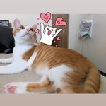 고양이를 구조하고 1년 2개월