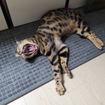 1년만에 찾아온 동물방_<b>치타</b> 생존신고^^