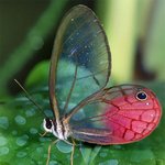 뻔히 속 보이는 <b>생물</b>들