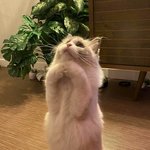 [꼭조언부탁] 아이패드9세대 어때요? 대학생기준