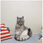 고양이가 왜 이렇게 앉는지 아는사람?ㅋㅋㅋㅋㅋ