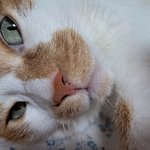 나의 동거묘 도칠이 2022년 8월 일상들..