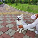 [이것좀봐줘] <b>믹스</b>견도 이렇게나 예쁘답니다