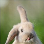 있는 그대로 찍은 <b>동물사진</b>