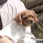<b>이</b> <b>강아지</b> 왜이러냐??