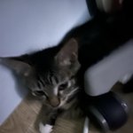 [하소연] 냥줍<b>한</b> <b>뒤</b> 인생이 달라짐