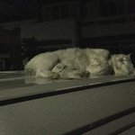 만져도 가만히 있는 인싸고양이 <b>하나쯤</b>은 동네에 있으시죠..?