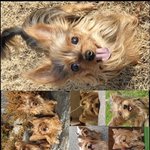 [강아지] 언니네 강<b>쥐들</b>..