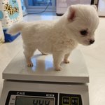 <b>세젤귀</b> 3주차 강아지