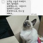 <b>AS</b>기사가 보낸 문자(냥이 관련)