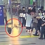 <b>포메</b> 가방에 넣고 힘껏 휘두르고 던져버린 인간.