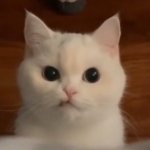 그룹별 내 픽인데 취향 뭘까