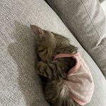 작은<b>아씨</b>들 볼건디