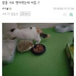 [드루와] 광기짤 턴다 근데 개어이없는