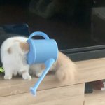 우리고양이 <b>분무기</b>에 머리낌ㅋㅋ