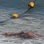 [궁금해요] 바다에 갔는데 어떤애가