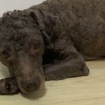 강아지가 슬퍼보여..