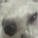[댕댕이] 우리집 귀요미가 이상해