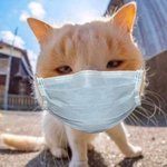 [ㅈㄱㄴ] 마스크 쓴 <b>고냥</b>이