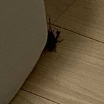 [19] 실시간 <b>이새끼</b> 머냐.. ㅈ된거같은데