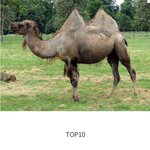 고기로 소비되는 동물 순위