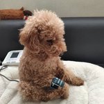 강아지 <b>혈압</b> 재는 방법이래…..개귀여워