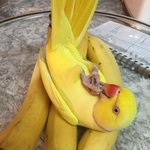 은근 <b>엉뚱</b>한 반전 매력 있는 앵무새