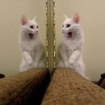 우연히 거울을 보게 된 <b>야옹이들</b>