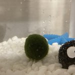 [댓글부탁해] 마<b>리모</b> 이름 지어주라